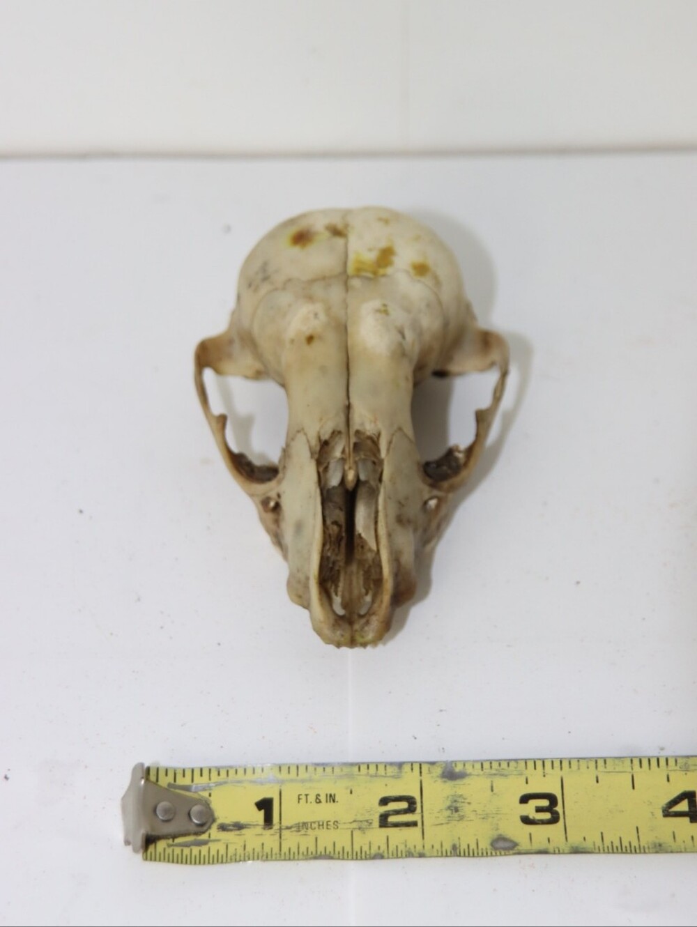 Small Animal Skull - Natural Bone